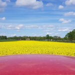 "yellow field"